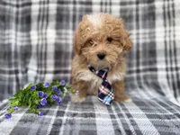 Fred, a male Poochon for sale in Lakeland, FL – Photo 3 of 8