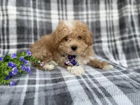 Fred, a male Poochon for sale in Lakeland, FL – Photo 4 of 8