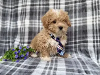 Fred, a male Poochon for sale in Lakeland, FL – Photo 8 of 8