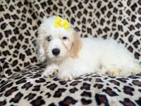 Oakley, a female Cockapoo for sale in Lakeland, FL – 4 of 8