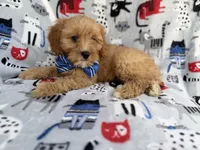 Conner, a male Cavapoo for sale in Lakeland, FL – 3 of 9
