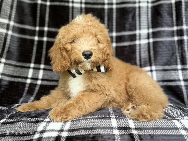 Willie – Cockapoo puppy for sale in Lakeland, FL