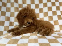 Paxton, a male Cockapoo for sale in Lakeland, FL – 9 of 9