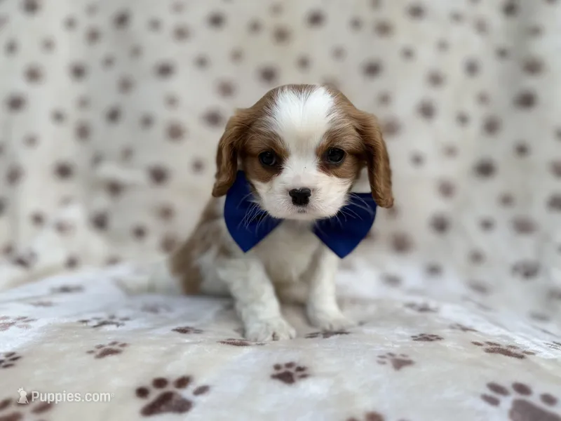 Owen – Cavalier King Charles Spaniel puppy for sale in Lakeland, FL