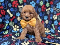 Lane, a male Cavapoo for sale in Lakeland, FL – 7 of 8