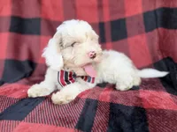 Slade, a male Cockapoo for sale in Lakeland, FL – 2 of 8