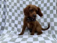 Domino, a male Cavapoo for sale in Lakeland, FL – 7 of 8