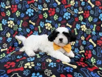 Shep, a male Shih Tzu and Shichon for sale in Lakeland, FL – 8 of 8