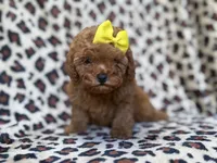 Carmen, a female Cavapoo and Poodle - Miniature  for sale in Lakeland, FL – 9 of 9