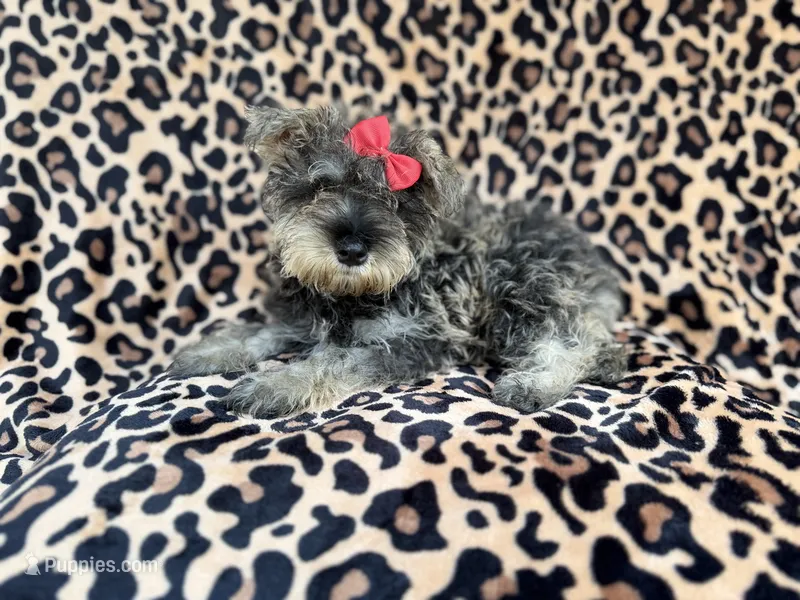 Pixie – Miniature Schnauzer puppy for sale in Lakeland, FL