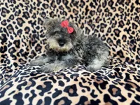 Pixie, a female Miniature Schnauzer for sale in Lakeland, FL – 1 of 9