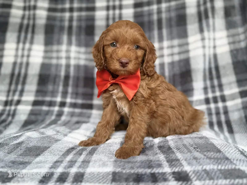 Max – Cockapoo, Poodle - Miniature  puppy for sale in Lakeland, FL
