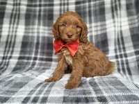 Max, a male Cockapoo and Poodle - Miniature  for sale in Lakeland, FL – 1 of 9