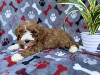 Topher, a male Cavapoo and Poodle - Miniature  for sale in Lakeland, FL – Photo 6 of 9