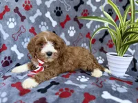 Topher, a male Cavapoo and Poodle - Miniature  for sale in Lakeland, FL – Photo 8 of 9