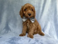 Moose, a male Cavapoo for sale in Lakeland, FL – 2 of 7