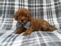 Axel, a male Cavapoo and Poodle - Miniature  for sale in Lakeland, FL – 4 of 9