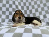 Winston, a male Beagle for sale in Lakeland, FL – 2 of 9