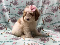 Taffy, a female Poodle - Miniature  for sale in Lakeland, FL – 6 of 10