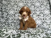 Mikey, a male Cockapoo and Poodle - Miniature  for sale in Lakeland, FL – 8 of 8