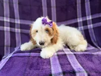 Tara, a female Cockapoo for sale in Lakeland, FL – 9 of 10