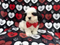 Sebastian, a male Shih Tzu and Shichon for sale in Lakeland, FL – 8 of 10