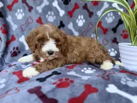 Topher, a male Cavapoo for sale in Lakeland, FL – Photo 5 of 9