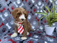 Topher, a male Cavapoo for sale in Lakeland, FL – Photo 4 of 9
