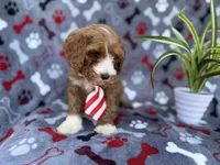 Topher, a male Cavapoo for sale in Lakeland, FL – Photo 3 of 9
