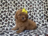 Carmen, a female Cavapoo and Poodle - Miniature  for sale in Lakeland, FL – 4 of 9