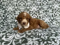 Mikey, a male Cockapoo and Poodle - Miniature  for sale in Lakeland, FL – 8 of 8