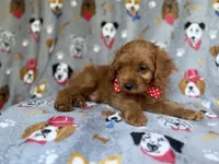 Meeko, a male Cavapoo for sale in Lakeland, FL – 4 of 9