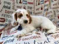 Tony, a male Cockapoo for sale in Lakeland, FL – 2 of 9