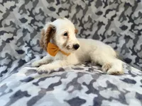 Trent, a male Cockapoo for sale in Lakeland, FL – 8 of 9