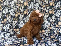Cora, a female Cavapoo and Poodle - Miniature  for sale in Lakeland, FL – 8 of 10