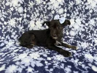 Ava, a female Miniature Schnauzer for sale in Lakeland, FL – 5 of 8