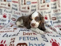 Tripp, a male Cocker Spaniel for sale in Lakeland, FL – 5 of 7