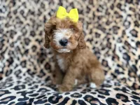 Janey, a female Cockapoo for sale in Lakeland, FL – 5 of 9