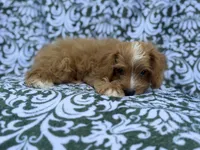Moose, a male Cavapoo and Poodle - Miniature  for sale in Lakeland, FL – 5 of 8