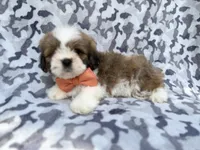 Gannon, a male Lhasa Apso for sale in Lakeland, FL – 7 of 7
