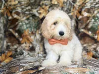 Ollie, a male Cockapoo for sale in Lakeland, FL – 5 of 9