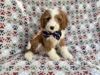 Cash, a male Cavapoo for sale in Lakeland, FL – 1 of 10
