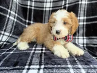 Cobra, a male Cavapoo for sale in Lakeland, FL – 4 of 8