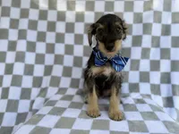 Alex, a male Miniature Schnauzer for sale in Lakeland, FL – 3 of 9