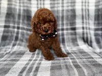 Snickers, a male Miniature Goldendoodle for sale in Lakeland, FL – 4 of 9