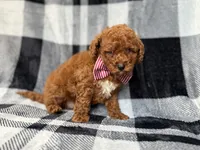 Scout, a male Miniature Goldendoodle for sale in Lakeland, FL – 4 of 8