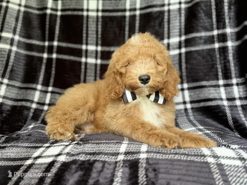 Willie – Cockapoo puppy for sale in Lakeland, FL