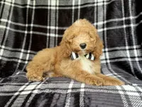 Willie, a male Cockapoo for sale in Lakeland, FL – 1 of 10