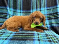 Dakota, a male Cavapoo for sale in Lakeland, FL – 5 of 6