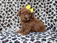 Sydney, a female Miniature Goldendoodle for sale in Lakeland, FL – 2 of 8